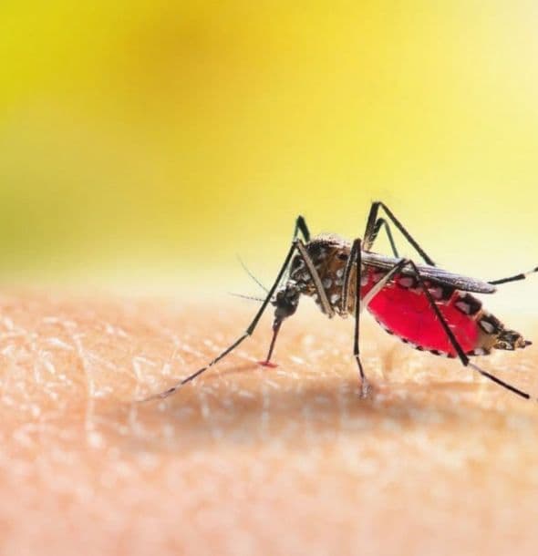 Mosquito Defense yard treatment